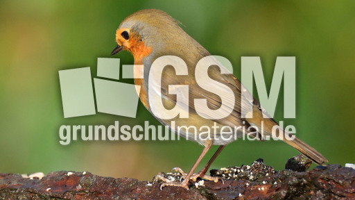 Rotkehlchen (38).jpg